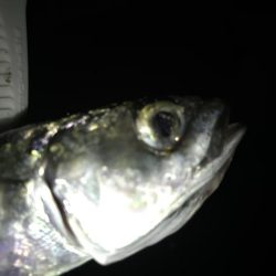 今シーズン初サゴシ！