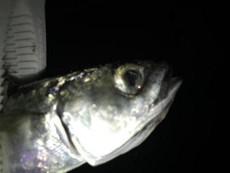 今シーズン初サゴシ！