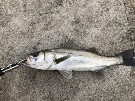 港湾岸ジギまだいけます