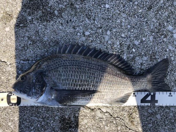 イチノ兄弟、釣果!