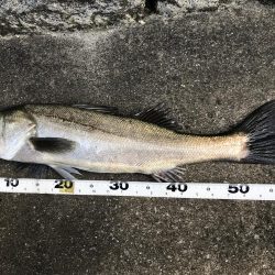 仕事終わり短時間釣行其の三