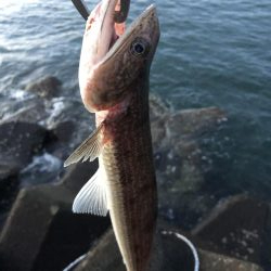 ツバス7マゴチ1