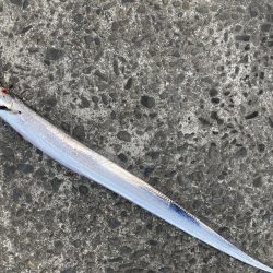 秋のタチウオシーズン到来。マズメ朝練!!