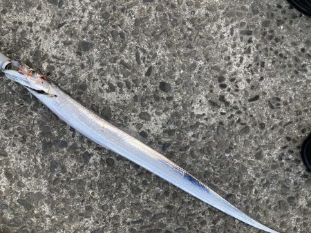 秋のタチウオシーズン到来。マズメ朝練!!