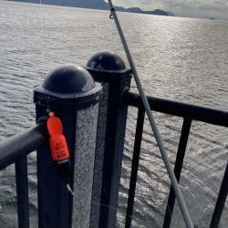 ハマチ66センチ