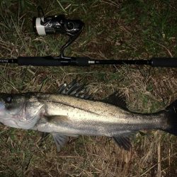 秋の夜長に河鱸