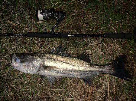 秋の夜長に河鱸