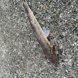 メジロリベンジ