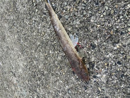 メジロリベンジ