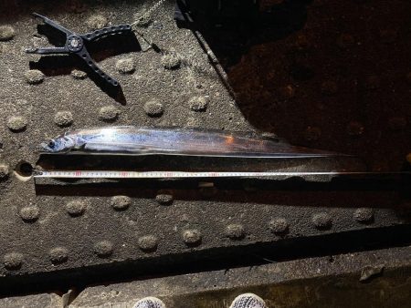 太刀魚F4からのメジロ