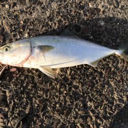 久しぶりにハマチ