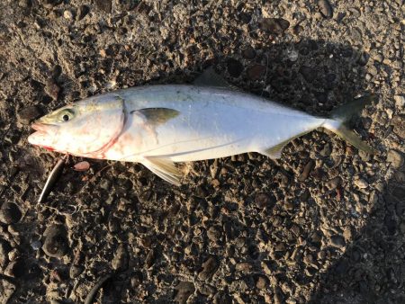 久しぶりにハマチ