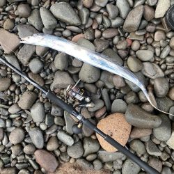 今季初！！朝マズメにタチウオ釣果！！