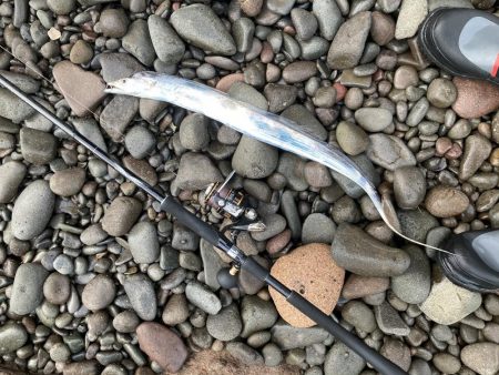 今季初！！朝マズメにタチウオ釣果！！