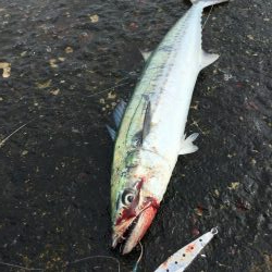 ライトショアジギ、2種混合