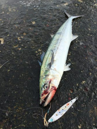 ライトショアジギ、2種混合