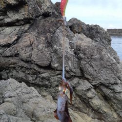 イカの気持ち３