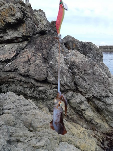 イカの気持ち３