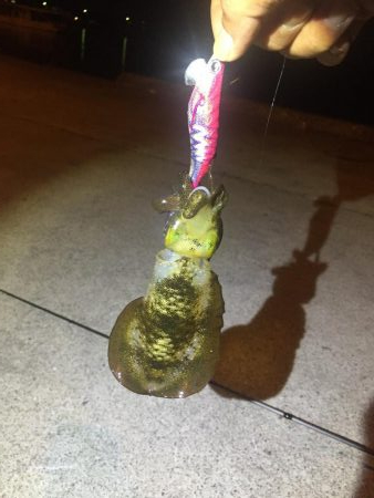 なんとかボウズのがれ