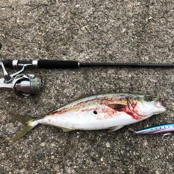 ショアジギング