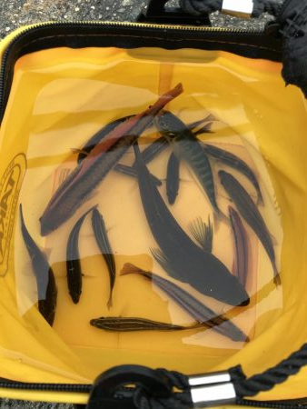 おじゃま虫　大集合