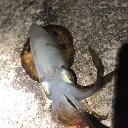 渋いアオリイカ