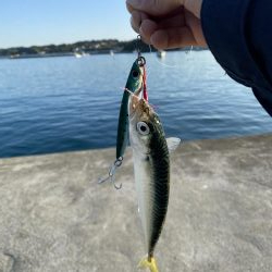 メバリング&LSJ！