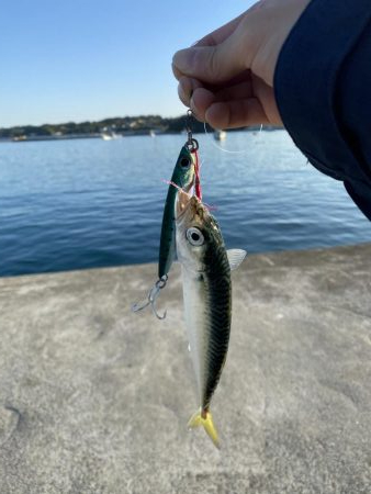 メバリング&LSJ！