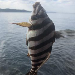 激ひき　ブダイ