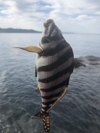 激ひき　ブダイ