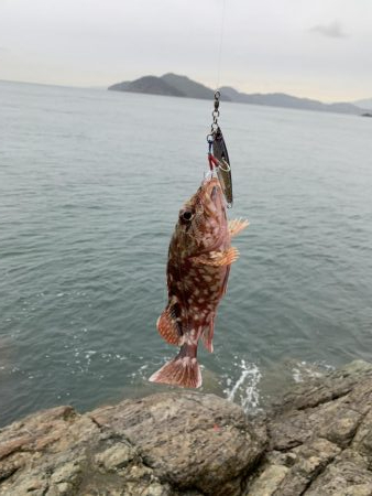 2週続けて高級魚