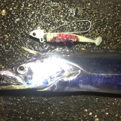 ポーアイ沖タチウオ