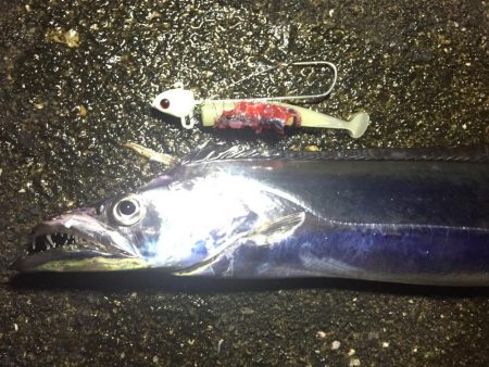 ポーアイ沖タチウオ