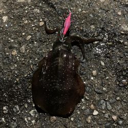 大きくなってます!