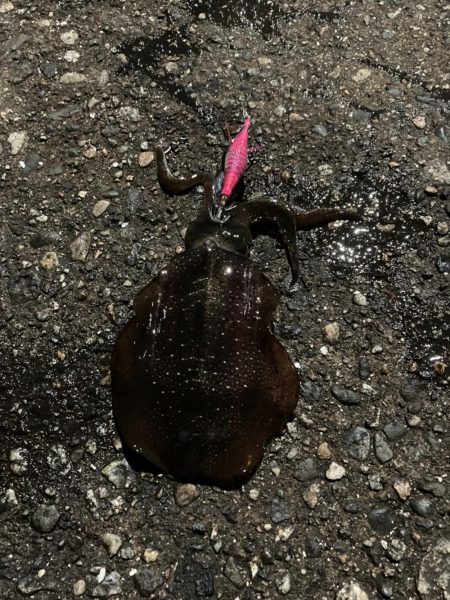 大きくなってます！