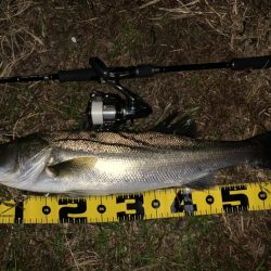 秋の夜長に河鱸