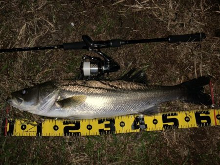 秋の夜長に河鱸