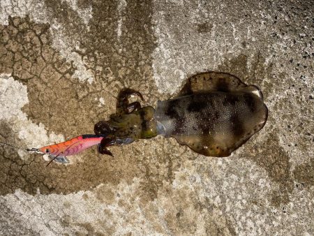 大荒れエギング