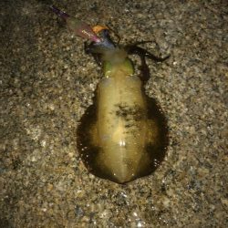 半月ぶりの釣果