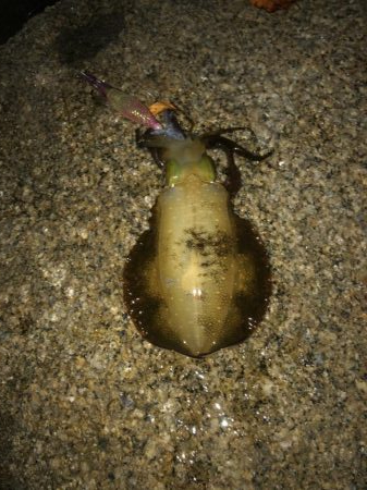 半月ぶりの釣果