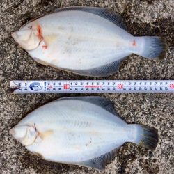 大きな赤と黒とカレイ