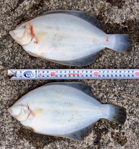 大きな赤と黒とカレイ