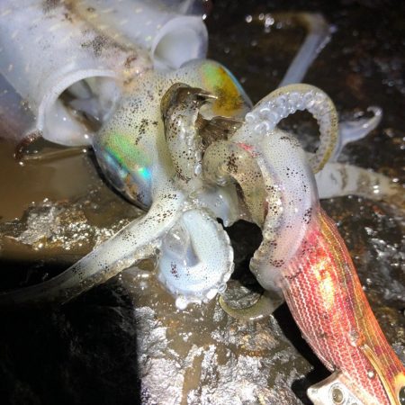 2020 佐渡ヶ島エギング 25回目