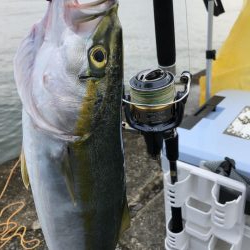 ブリはいずこに