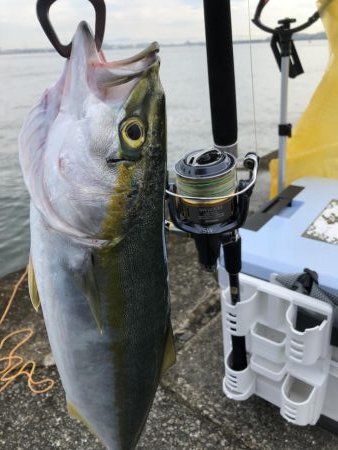 ブリはいずこに