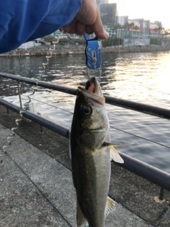 日曜日　朝のATC