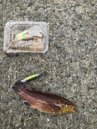 5目つり、カワハギ、コブの子