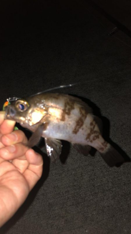 雨降りまでロックフィッシング