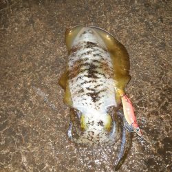 イカの気持ち４