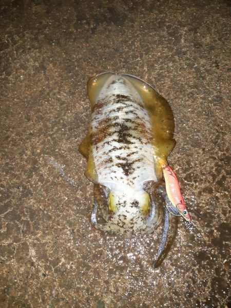 イカの気持ち４